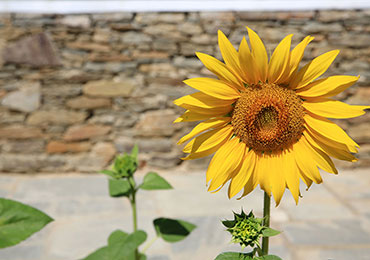 A sunflower at hotel Edem in Sifnos